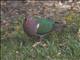 Pacific Emerald Dove (Chalcophaps longirostris)