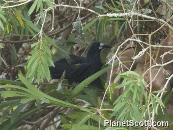 Black Butcherbird (Melloria quoyi)