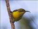 Sahul Sunbird (Cinnyris frenatus) - Female