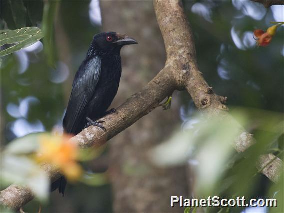 Spangled Drongo (Dicrurus bracteatus)