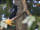 Spangled Drongo (Dicrurus bracteatus)