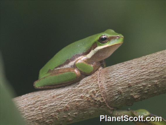 Eastern Dwarf Tree Frog (Litoria allax)