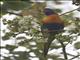 Rainbow Lorikeet (Trichoglossus haematodus)