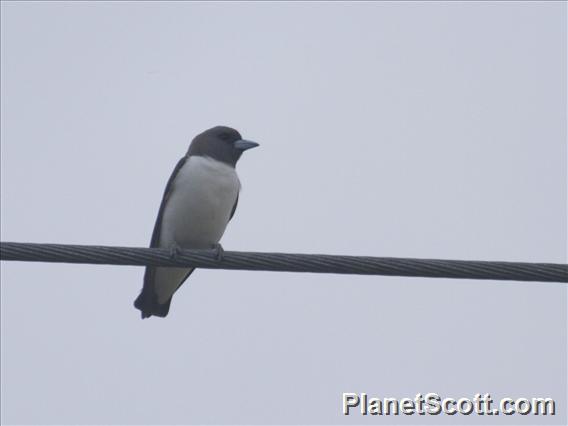 White-breasted Woodswallow (Artamus leucorynchus)