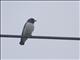 White-breasted Woodswallow (Artamus leucorynchus)