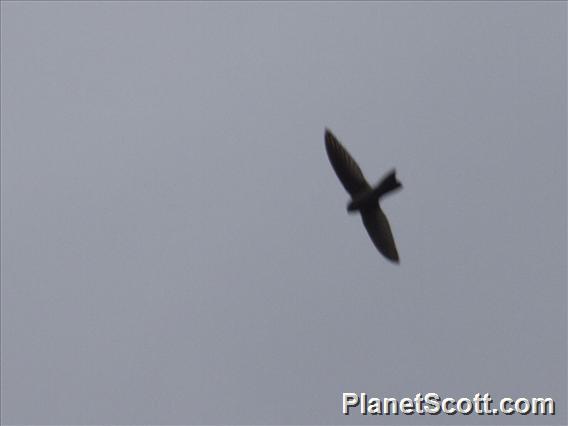 Australian Swiftlet (Aerodramus terraereginae)