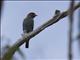 Dollarbird (Eurystomus orientalis)