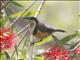 Eastern Spinebill (Acanthorhynchus tenuirostris)