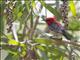 Scarlet Myzomela (Myzomela sanguinolenta)