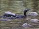 Little Black Cormorant (Phalacrocorax sulcirostris)