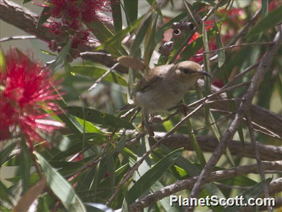 Scarlet Myzomela (Myzomela sanguinolenta)