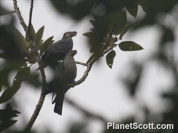 Topknot Pigeon (Lopholaimus antarcticus)