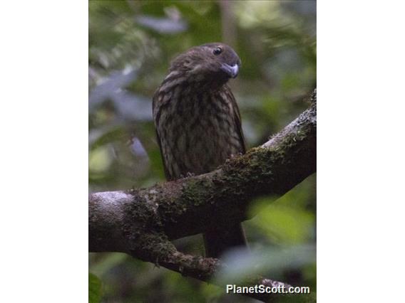 Tooth-billed Catbird (Scenopoeetes dentirostris)