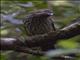 Tooth-billed Catbird (Scenopoeetes dentirostris)