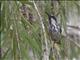 White-cheeked Honeyeater (Phylidonyris niger)