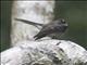 Gray Fantail (Rhipidura albiscapa)