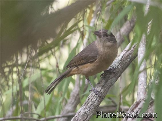 Little Shrikethrush (Colluricincla megarhyncha)
