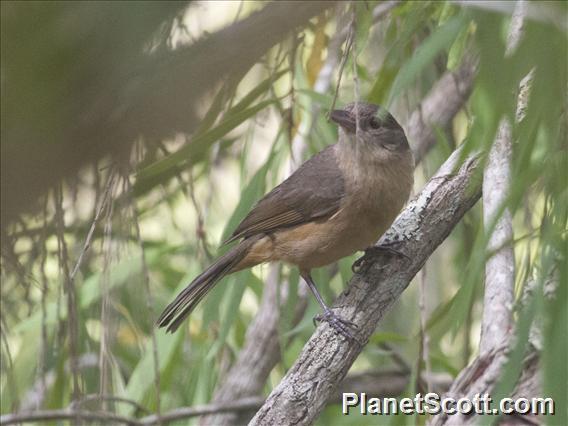 Rufous Shrikethrush (Colluricincla rufogaster)