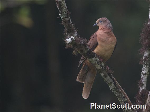 Brown Cuckoo-Dove (Macropygia phasianella)