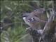 Gray-headed Robin (Heteromyias cinereifrons)