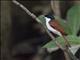 Shining Flycatcher (Myiagra alecto) - Female