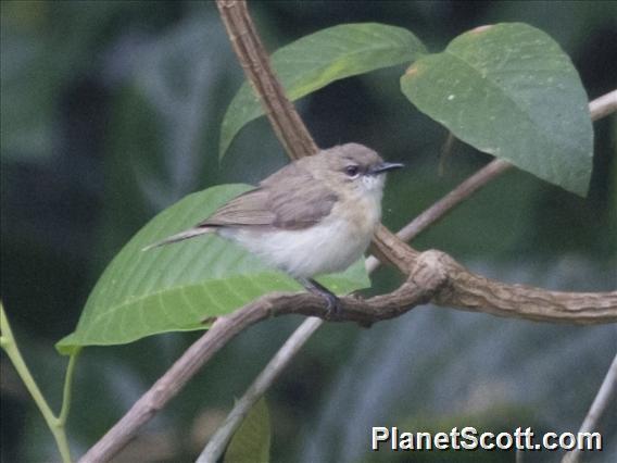 Large-billed Gerygone (Gerygone magnirostris)