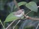 Large-billed Gerygone (Gerygone magnirostris)