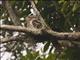 Papuan Frogmouth (Podargus papuensis)