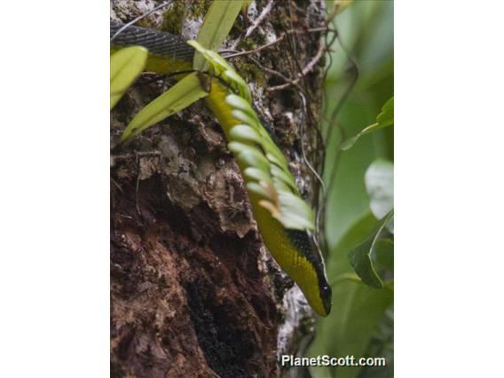 Common Tree Snake (Dendrelaphis punctulatus)