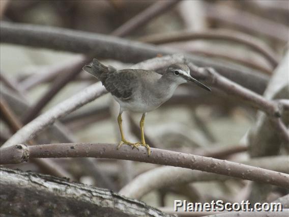 Gray-tailed Tattler (Tringa brevipes)