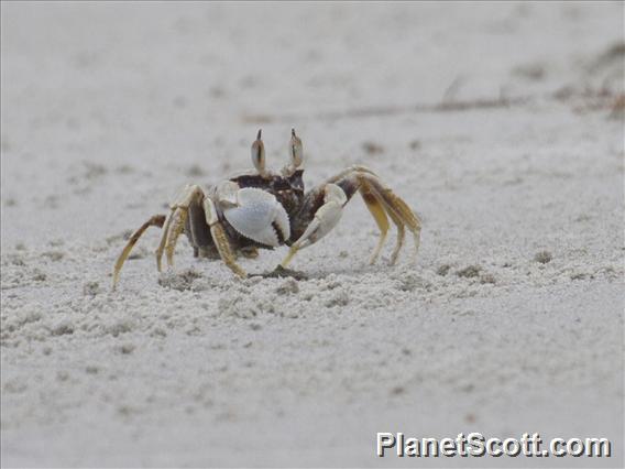 Horned Ghost Crab (Ocypode ceratophthalmus)