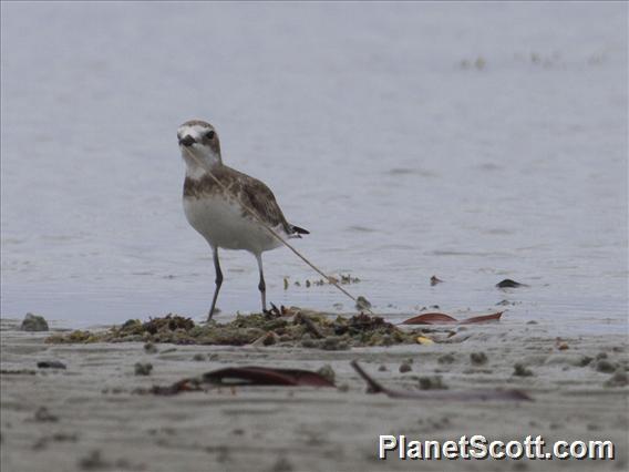 Siberian Sand-Plover (Anarhynchus mongolus)