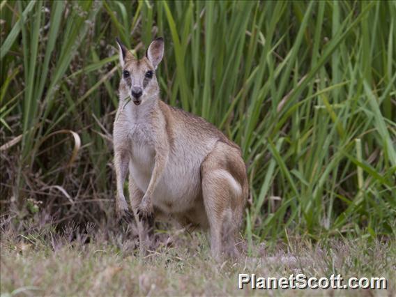 Agile Wallaby (Macropus agilis)