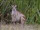 Agile Wallaby (Macropus agilis)