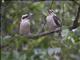 Laughing Kookaburra (Dacelo novaeguineae)