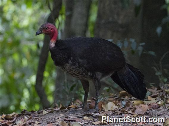 Australian Brush-turkey (Alectura lathami)