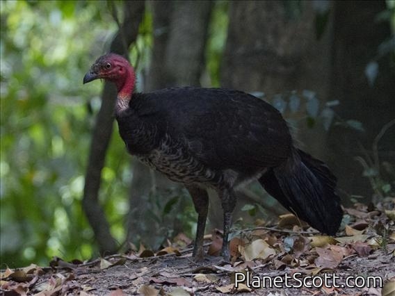 Australian Brushturkey (Alectura lathami)