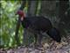 Australian Brush-turkey (Alectura lathami)