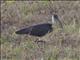 Straw-necked Ibis (Threskiornis spinicollis)