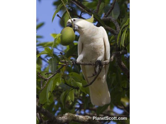 Sulphur-crested Cockatoo (Cacatua galerita)