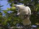 Sulphur-crested Cockatoo (Cacatua galerita)