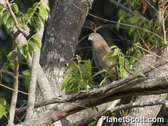 Collared Sparrowhawk (Tachyspiza cirrocephala)