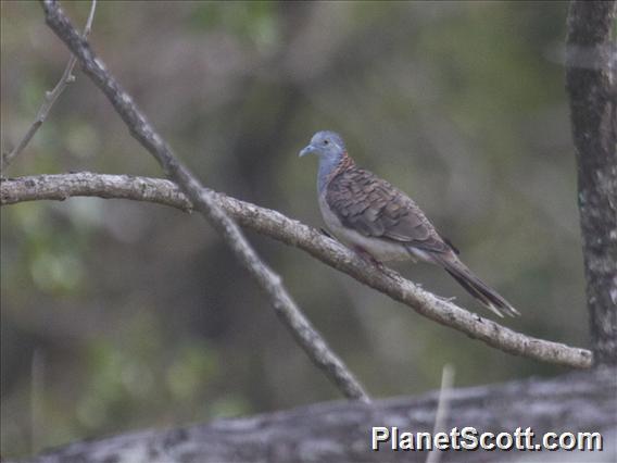 Bar-shouldered Dove (Geopelia humeralis)