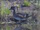 Wood Duck (Aix sponsa) - Female