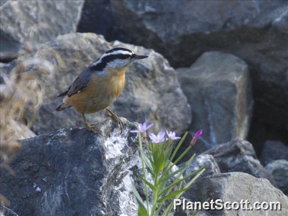 Red-breasted Nuthatch (Sitta canadensis)