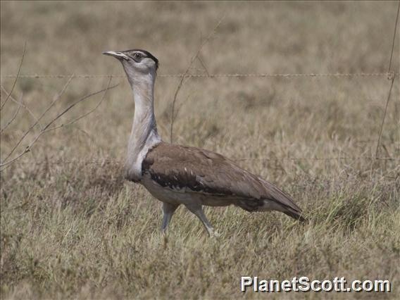 Australian Bustard (Ardeotis australis)