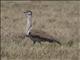 Australian Bustard (Ardeotis australis)