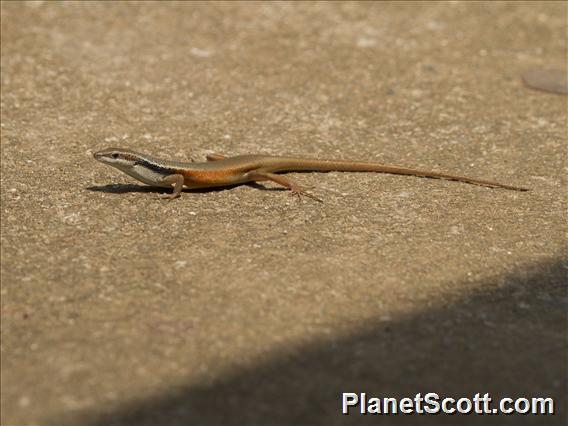 Six-toothed Rainbow-skink (Carlia sexdentata)