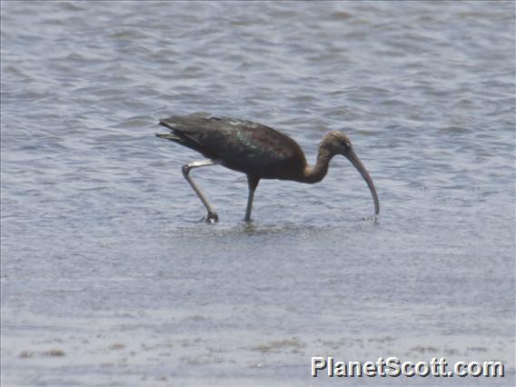 Glossy Ibis (Plegadis falcinellus)