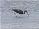 Glossy Ibis (Plegadis falcinellus)